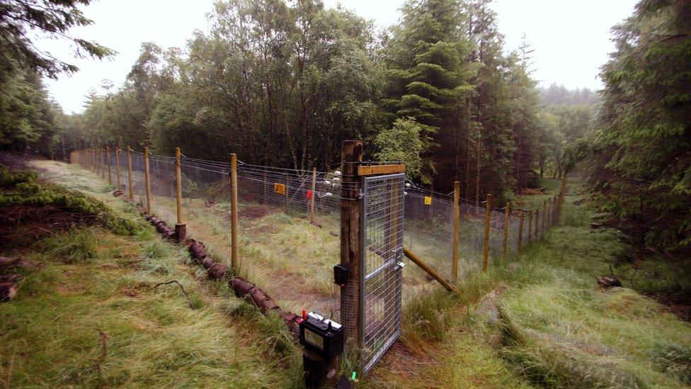 The Scottish wildcat kitten's fenced off enclosure