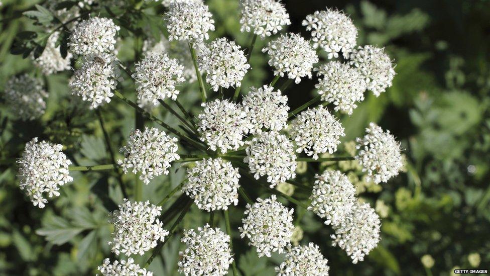 White hemlock flowers