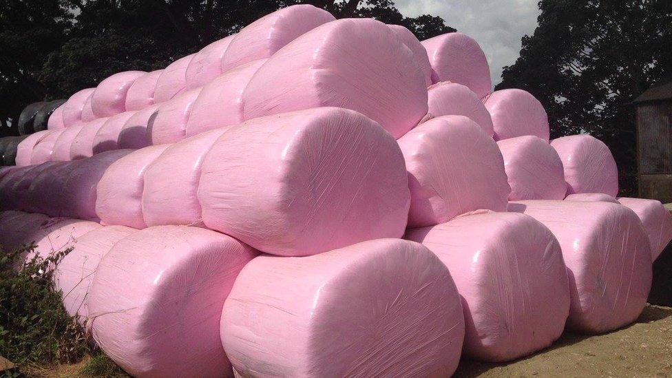 Pink wrapped bales in aid of Breast Cancer between Nettlebed and Wallingford on the A4130