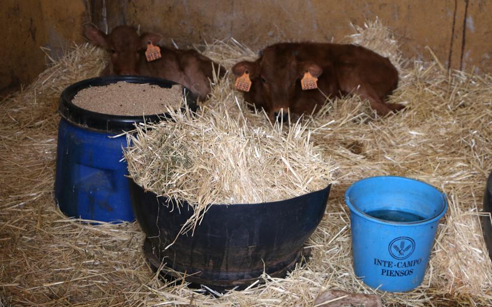 Two calves at Antonio's stud farm