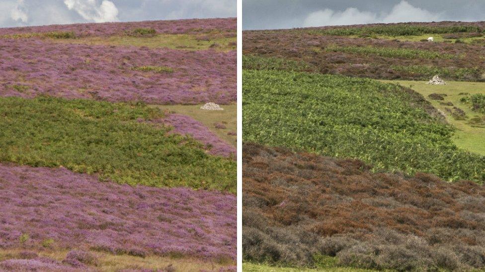 The normally purple heather blooms (left) and the more recent brown plants (right)