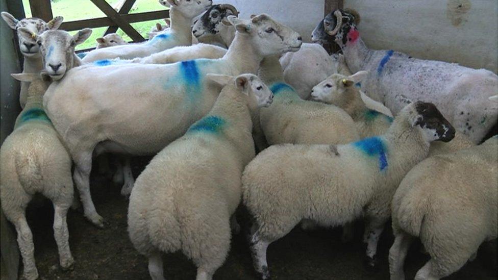 Trial of technology to tackle sheep rustling in North Yorkshire - BBC News