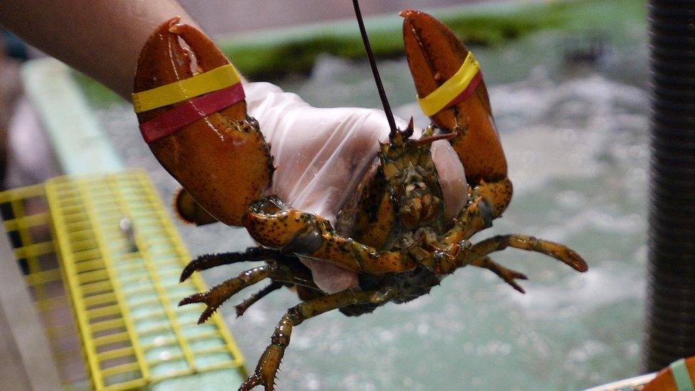 A fisherman in Maine holding a lobster