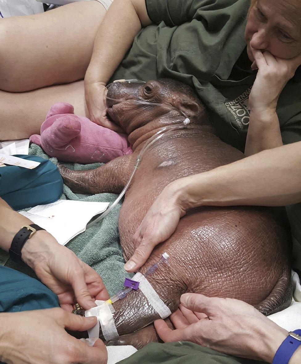 Staff from Cincinnati Children's Hospital Medical Center and the zoo care for the zoo's premature baby hippo, Fiona, on 20 February, 2017.