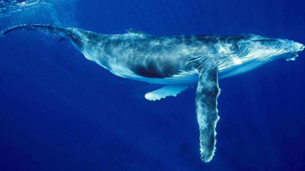 Humpback whale