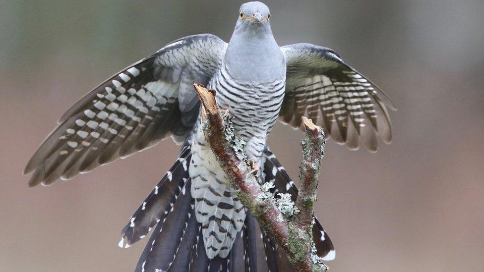 Cuckoo