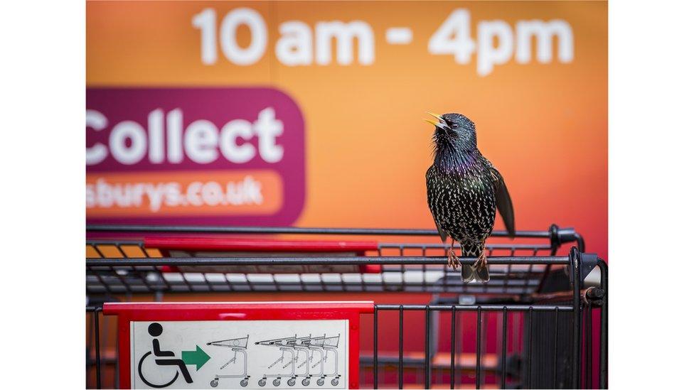 A starling on a supermarket shopping trolley