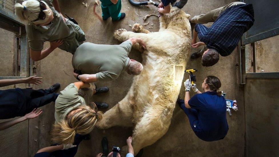 Tests being carried out on Victor the polar bear