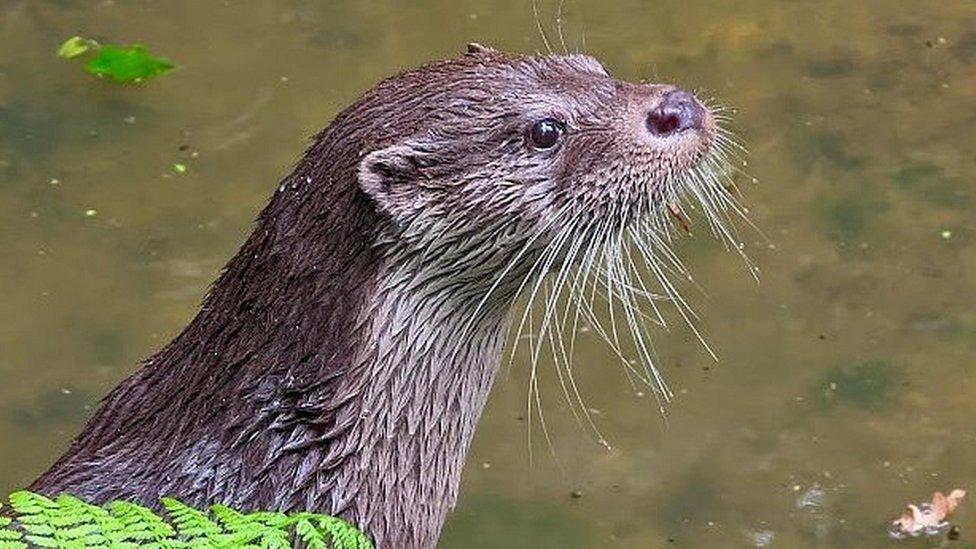 Otter on riverbank