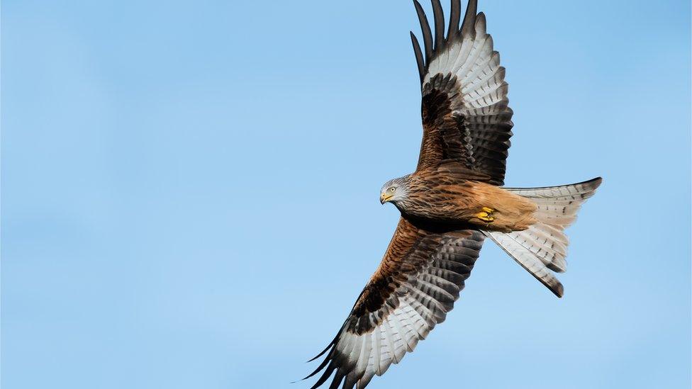 Red kite in flight