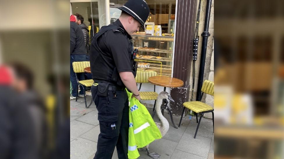 A police officer uses a fluorescent police jacket to guide the young swan