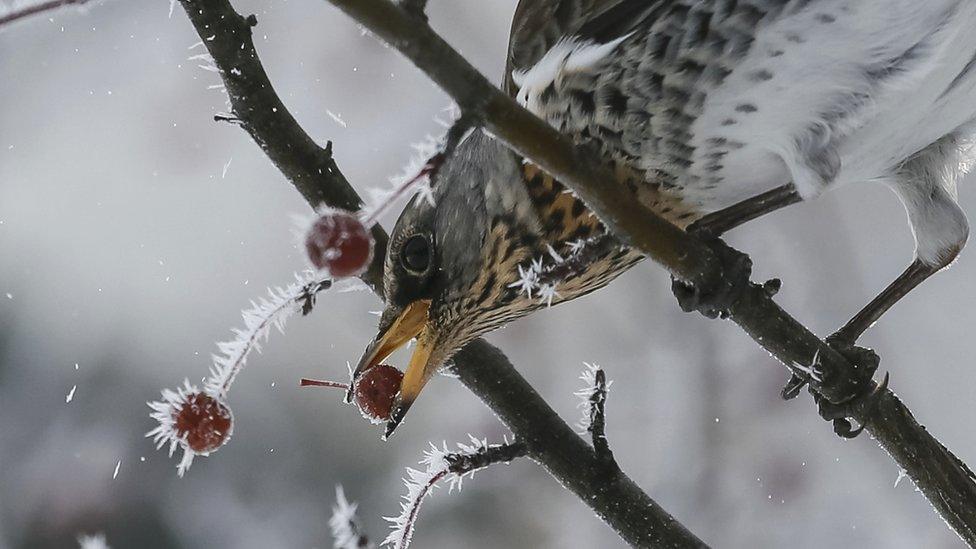 Fieldfare