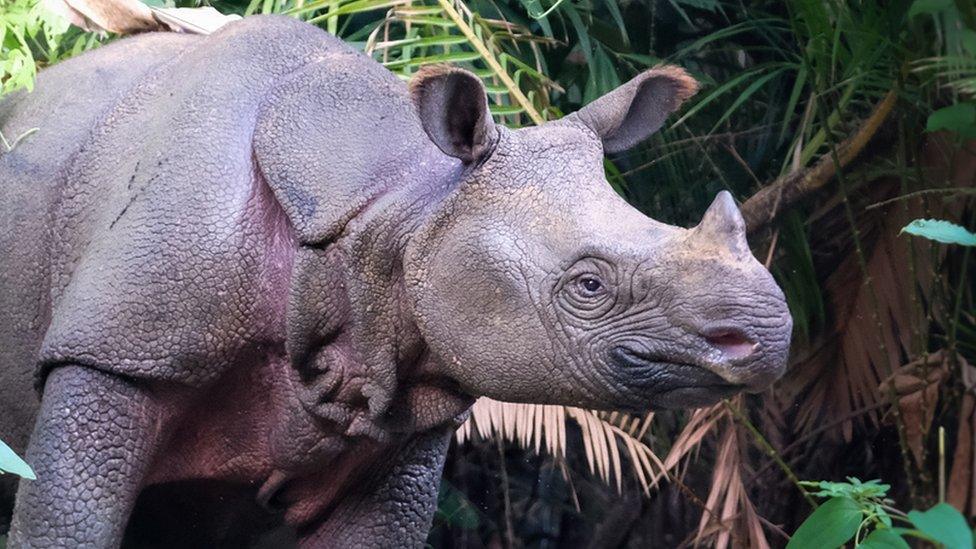 Javan rhino