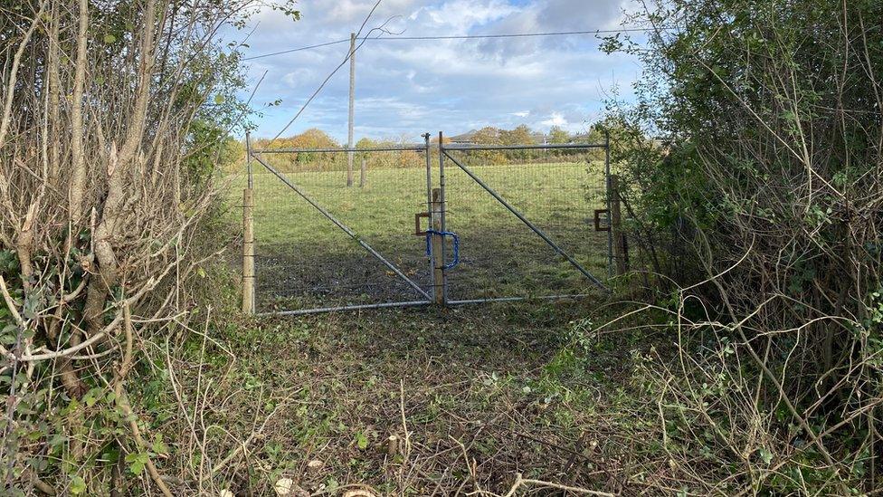 A hedge that has been cut down