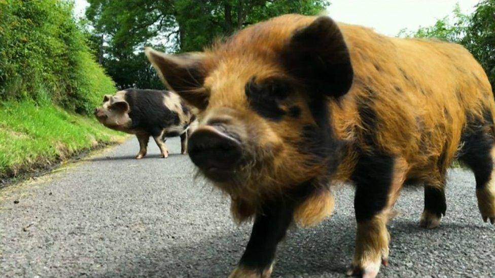 Kunekune pigs