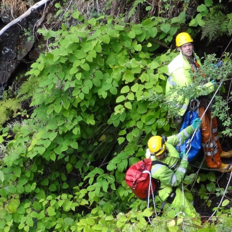 Abseilers in Japanese Knotweed