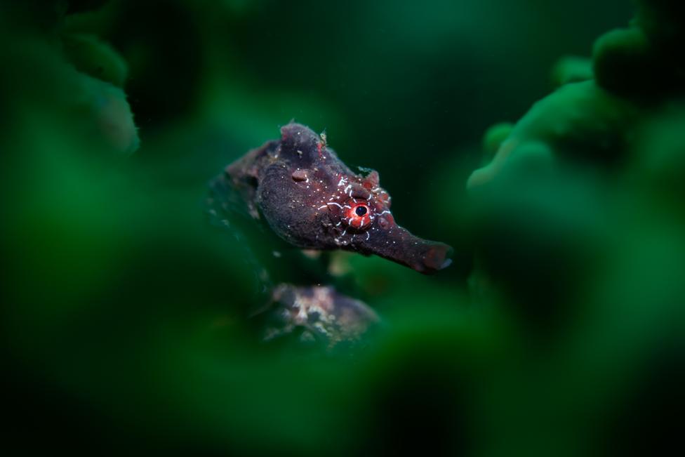 An abstract portrait of a Potbelly Seahorse