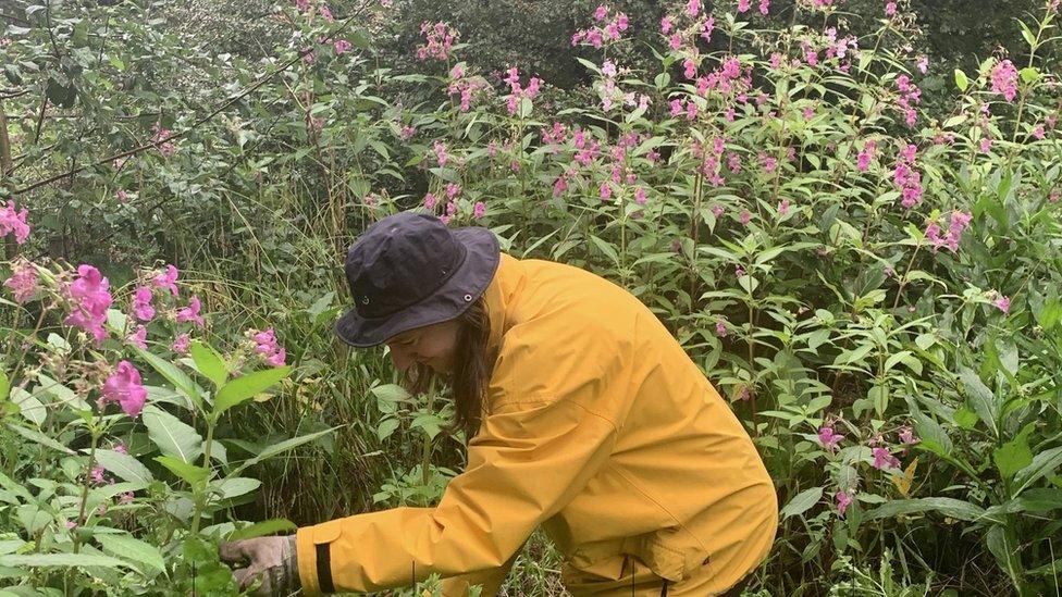 A volunteers pulls up Himalayan balsam