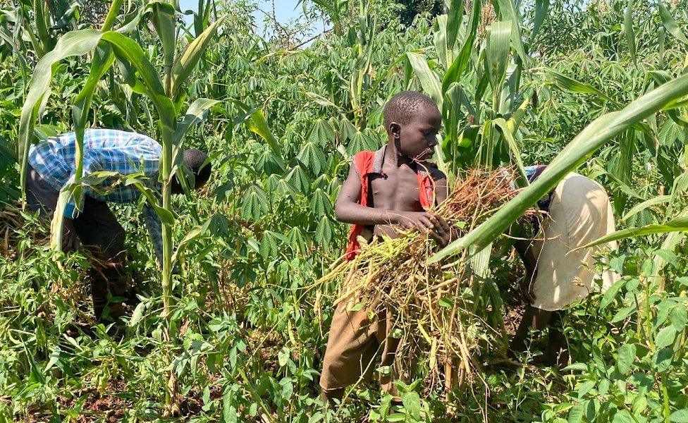 People picking crops