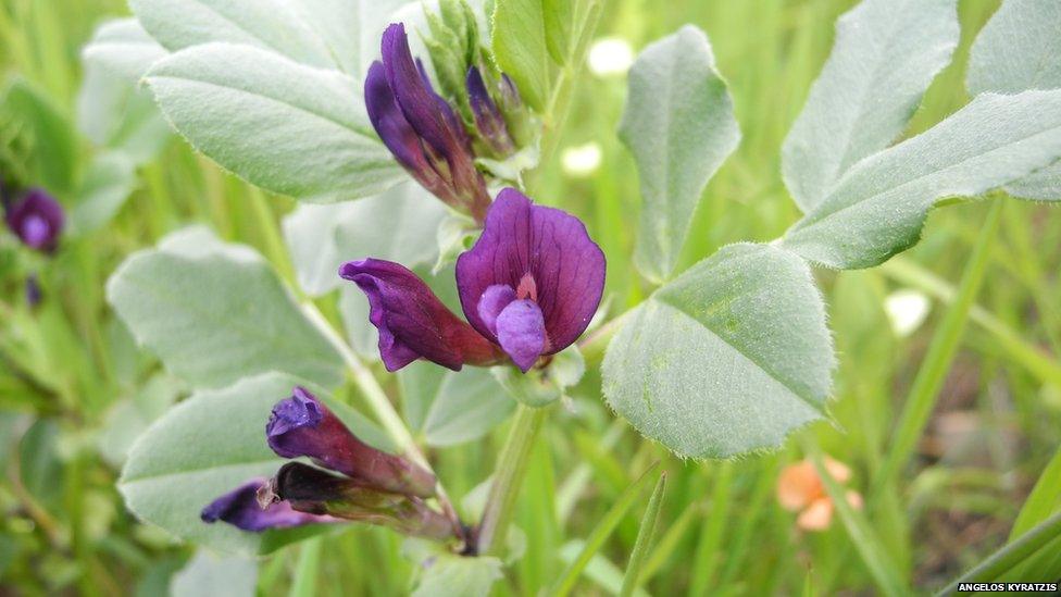 Grass pea relative from Cyprus