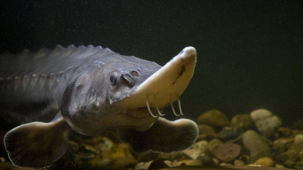 An Atlantic sturgeon in Ilkeston