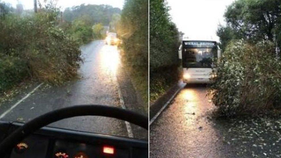 Tree falls in front of coach near St Agnes in Cornwall