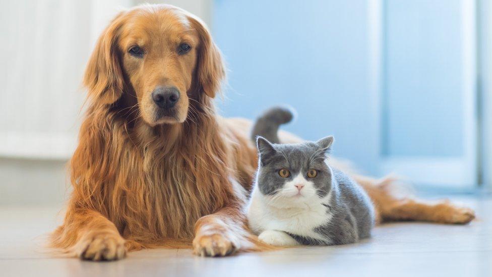 dog-and-cat.