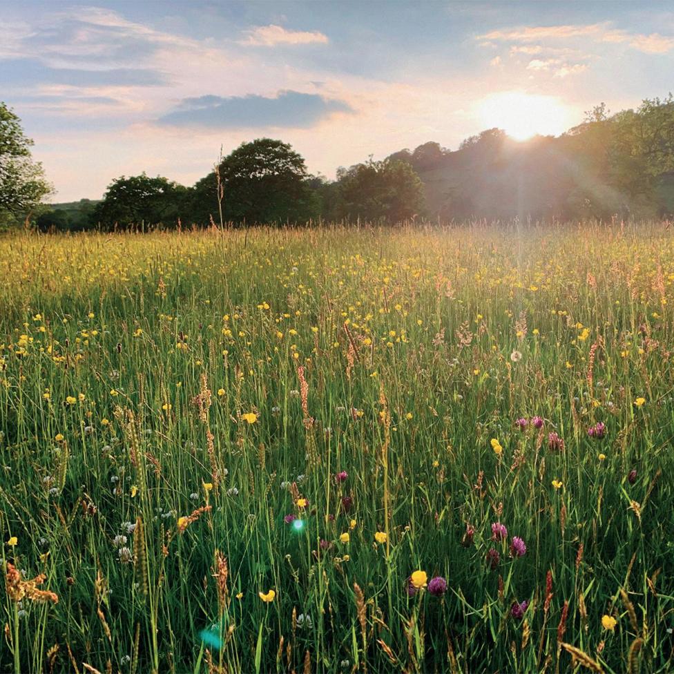 A meadow of wildflowers in summer