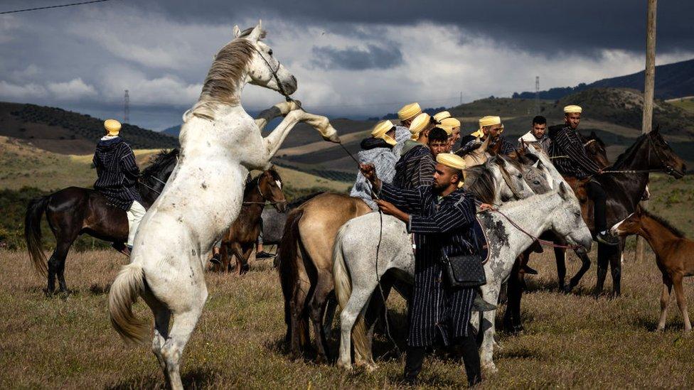 A rider from the Beni Arous tribe interacts with his horse during the traditional equestrian game and performance 'Mata', near the village of Znied in Morocco's Larache province on May 17, 2024.