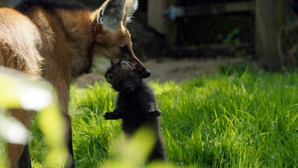 The maned wolf pup and its mother at Exmoor Zoo