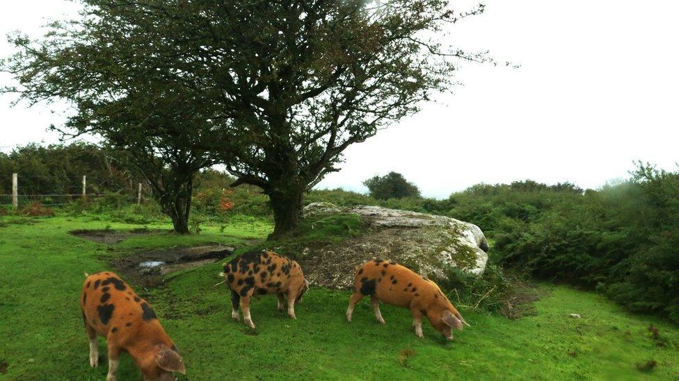 The three pigs on Helman Tor