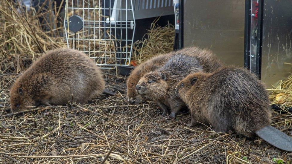 Four beavers on the river bank with their cages behind them