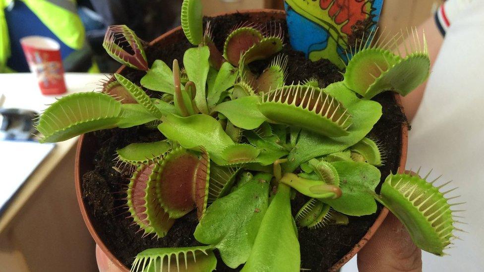 Venus fly trap plant