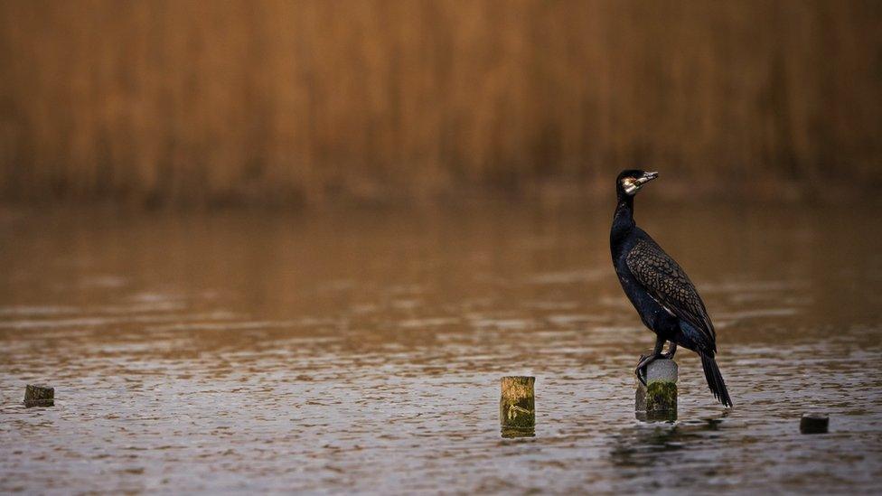 Mulfran un o lynnoedd Parc Gwledig Cosmeston ger Y Barri