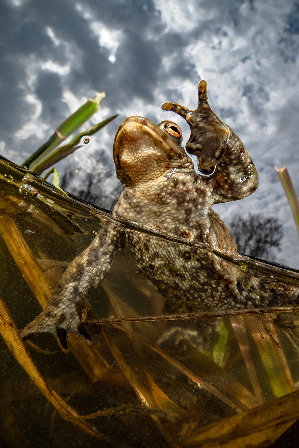 A toad seen in a pond in Leipzig, Germany