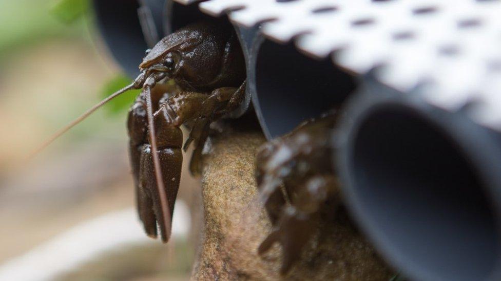 A white-clawed crayfish