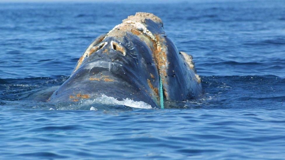 A rare North Atlantic right whale surfaces June 27, 2001 off the coast of Massachusetts.