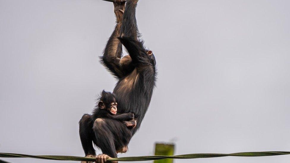 Chimpanzee Stevie with new baby brother