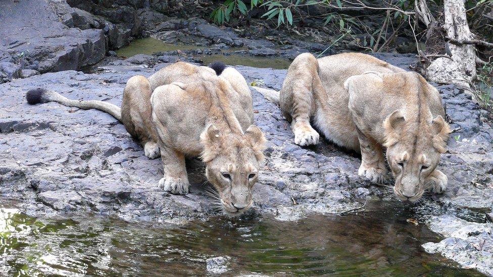 Big cats drinking water photographed by Sandeep Kumar, Deputy Conservator of Forests in Gir