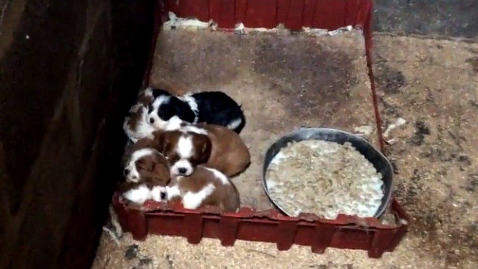 Puppies huddled together at a Carmarthenshire puppy farm filmed by a BBC undercover reporter