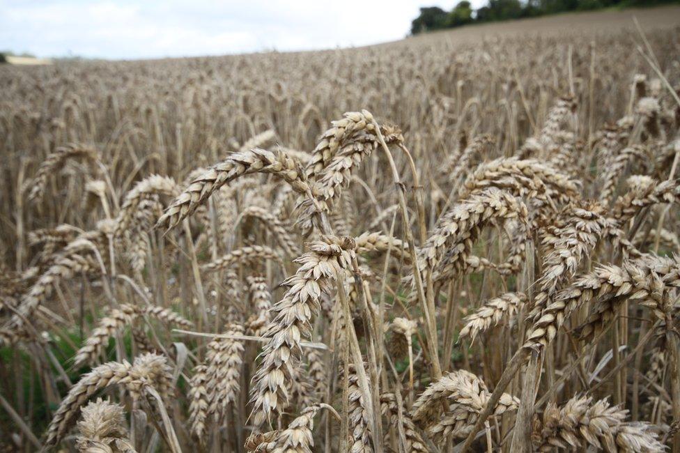 Wheat field