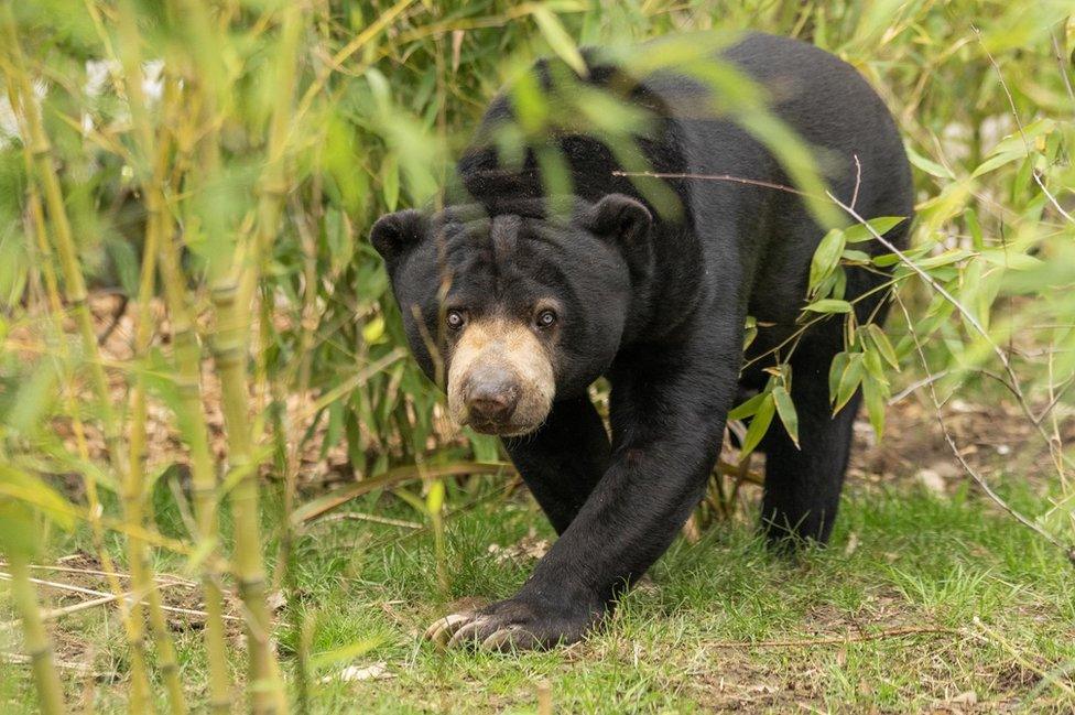 Sun bear at Paradise Wildlife Park