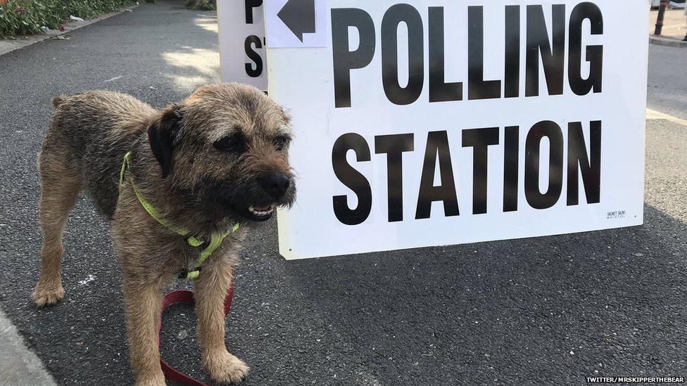 Dog at polling station