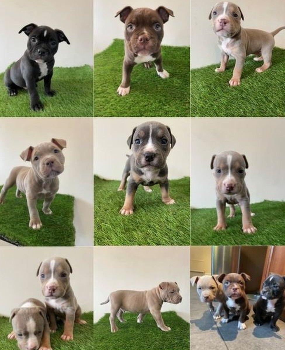 American Bulldog puppies