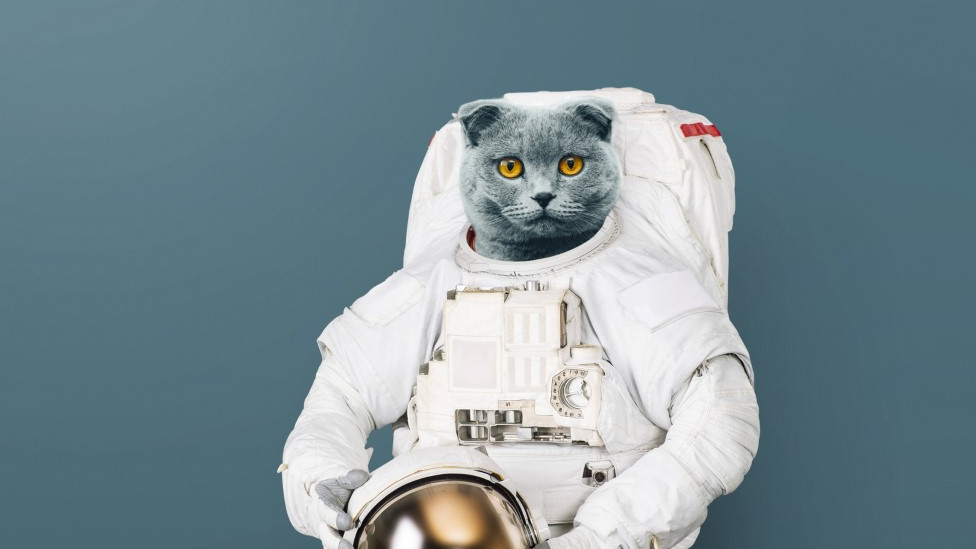 cat-in-space-suit