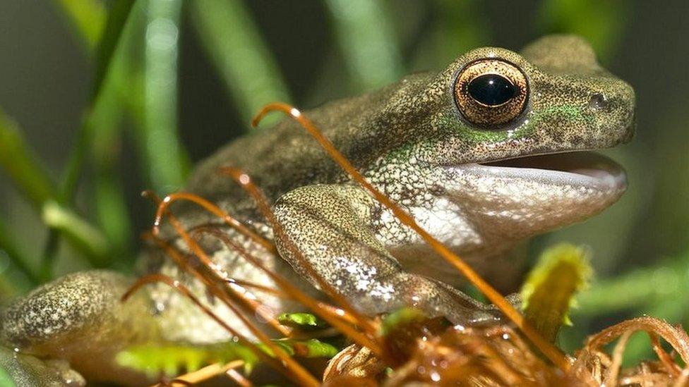 Spotted tree frog