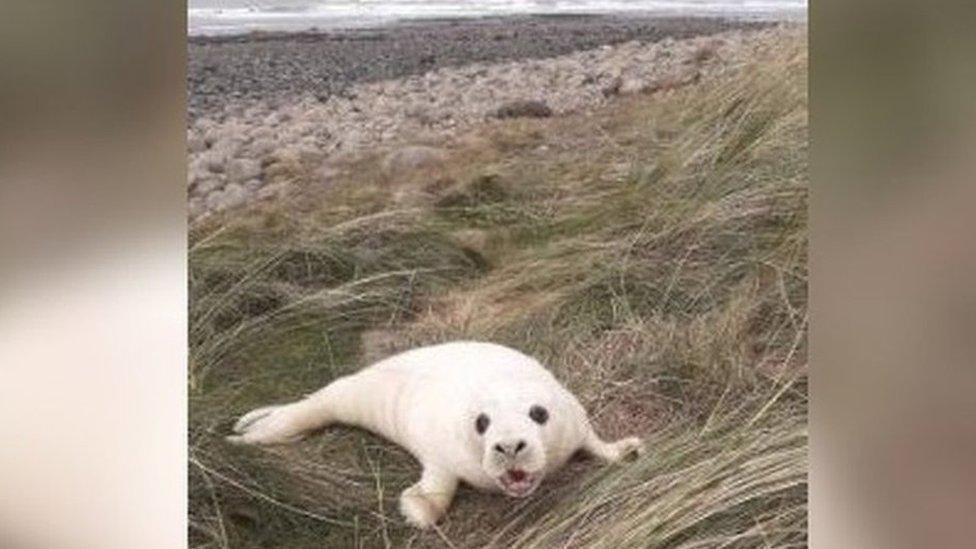 Seal pup rests on grassed area close to beach