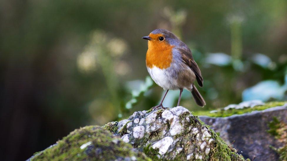 Robin at Aberdare Park