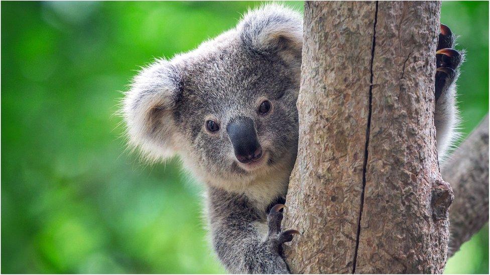 Koala in a tree