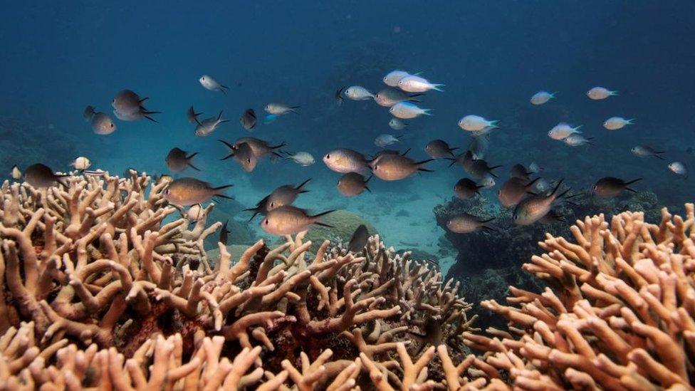 Fish and corals in the sea